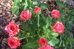 (1/3) George Reymer's roses are thriving, with Blue Gold™, during New Mexico’s record-breaking heat wave this summer. He took these photos the last week of July.