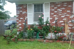 “Blue Gold™ roses at my house two years ago. Far left is the Lazerus plant that sprang forth from the bare ground after being sprayed with Blue Gold™.” -Mike Livingston