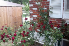 (1/6) This rose bush owner could not get blooms no matter what he tried. Blue Gold™ supplied quick blooms!