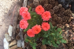 (2/2) He bought these online and planted them June 1st. They are almost two months old and check out those blooms! We love the coral color!