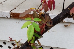 (2/7) The big Rose cane that grows up on the roof has not produced anything in a while. So the last 3 root/foliar Blue Gold™ sprays have produced all these new canes coming out.