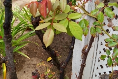 (3/7) Wish I had the before shot of this Rose Bush. It looked pretty sad and stalled out.