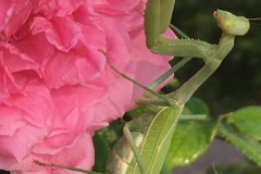 (2/2) These roses get a good weekly dose of the Blue Gold™ in New Mexico from a rose lover who has been using the Blue Gold™ for over a year now. We know that beneficial insects love the Blue Gold™ and will come to it along with honey bees and butterflies who will drink the Blue Gold™ after a foliar spray. This Praying Mantis beneficial insect is just more proof of the safe nature of the Blue Gold™ formulas.