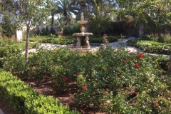 (1/5) These 500 rose bushes are just starting their Blue Gold™ program in Delmar, CA and are already looking pretty good!