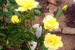 This is showing you vibrant, and powerful rose blooms using the Blue Gold™.