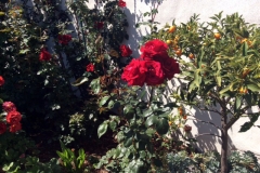 This grower has never had roses stay bloomed and bloom new in late December, but with the power of the Blue Gold™, many things are possible. Notice the disease-free citrus plant receiving overspray.