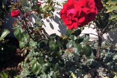 The owner is happy with no diseases or pests and is quite ecstatic about the vibrancy of their roses.