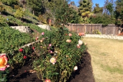 If you notice the Bermuda Grass is going dormant, and yet the Blue Gold™ roses are still and bloom and going strong!