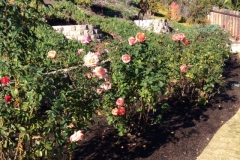These roses are surviving the cold weather with ease. Notice the dying grass next to the blooming roses.