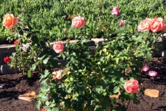 A happy Blue Gold™ customer is showing off his Blue Gold™ Roses.