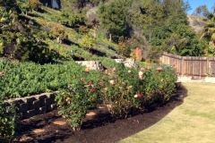 A happy Blue Gold™ customer for life, as his roses, bloom late into the year!