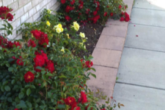 (1/3) "Incredible!! I purchased this product a month ago after reading the reviews and decided to take a chance. I did a soil soak on each of my 15 roses and left town for three weeks, praying hubby would give them enough water so they wouldn't die in our 90-degree heat before my return.