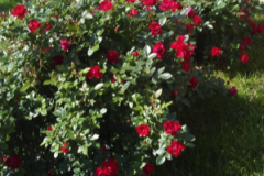 (2/3) Fortunately, we had major rain storms for a week while I was gone and when I returned home, I was simply in awe. My roses had doubled in size and had an abundance of blooms like I've never seen. I have had the roses for four years, and they were just doing okay...a few blooms here and there but nothing, NOTHING like they look today. I'm still stunned.