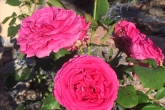 (1/2) Photos from George’s rose garden (6/3/19) in Albuquerque, NM!