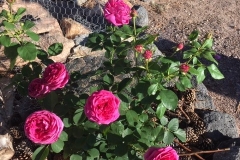 Photo from George’s rose garden (5/27/19) in Albuquerque, NM!