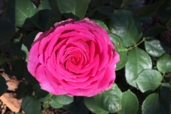 (1/7) Photos from George’s rose garden (5/26/19) in Albuquerque, NM!