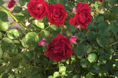 (1/4) Photos from George’s rose garden (5/24/19) in Albuquerque, NM!