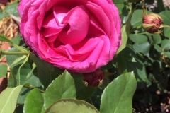 (1/19) Bumper year for George’s roses in Albuquerque, NM!