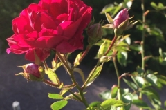 (1/8) Photos from George’s rose garden (5/23/19) in Albuquerque, NM!