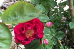 (1/3) Photos from George’s rose garden (5/23/19) in Albuquerque, NM!