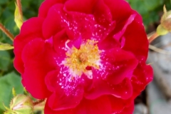 (1/3) Photos from George’s rose garden (5/15/19) in Albuquerque, NM!