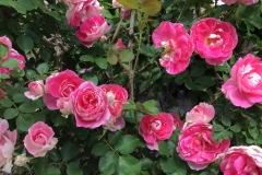 “One of my 20 year old roses I sprayed with Blue Gold™ Flower Power! The day after I sprayed them, the leaves were pointing upward. The ones that didn’t have buds before, had them in abundance. The leaves are shiny and firm and the blooms are huge and intense vibrant. Like hi def!” -Amy Carraway