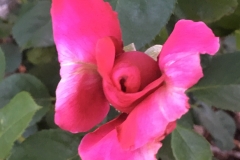 Picture of George’s first rose bloom on this bush (5/13/19) in Albuquerque, NM!