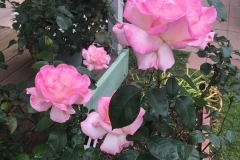 (1/14) Photos of Todd LaPalm’s California Roses grown with Blue Gold™ Rose