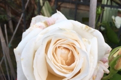 (1/5) “This white rose hasn't ever opened up for me. Just stay closed. It's just starting to open and smells so good!”