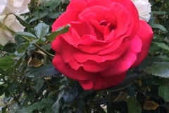 “These roses are so big. This is the biggest they’ve ever been. Some real pretty roses. God is good!” Note the big waxy leaves up front! James Read has been using Blue Gold™ Solutions for 3 years and has over 100 landscape clients in San Diego!