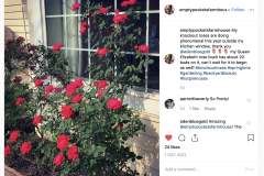 “My knockout roses are doing phenomenal this year outside my kitchen window, thank you Blue Gold™ my Queen Elizabeth rose bush has about 20 buds on it, can’t wait for it to begin as well. [Taken 5/14/19]