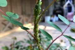 (1/2) Rose bush aphids dead within 20 minutes with Blue Gold™ 😵