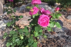 (1/8) Photos from George’s rose garden (6/5/19) in Albuquerque, NM!