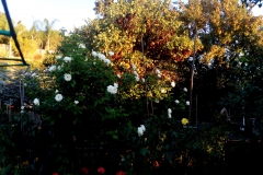 Overhead white roses are loving life! -James Read