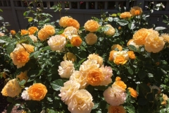 (1/6) “These are the Blue Gold™ roses I did not prune this year.” -James Read