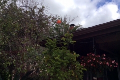 (2/2) This rose bush is over 8 feet tall on Blue Gold™. Look how tall it is compared to the roof line.