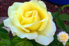 Blue Gold™ is excellent at increasing vibrancy and fragrance and rose blooms last longer after cutting!