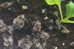 (1/2) “I sprayed some new seedling transplants two days ago, and I use my own blend of microbial active compost, etc. This is how much growth the Blue Gold™ Base and Fusion added… literally from the microorganisms to micro-organisms. WOW! Checked em under the scope and they are good guys.” -Brad Kinney