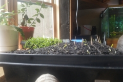 (1/2) “The following photos are of tomato seeds planted 6 days ago in Happy Frog Potting Soil wetted with 1 gallon of water with 1 teaspoon of Blue Gold™ Hydro. Some are already one inch tall. Started on kitchen counter with no direct sunlight with a clear cover over the tray. They usually take 14-20 days.” -Rich