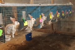 (2/6) The first change was less than 24 hours after we first applied all the rabbits on the Blue Gold™ Grand Champion liquid solution, to treat their water.