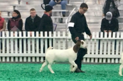 Cullen with his Grand Champion™ show goat!