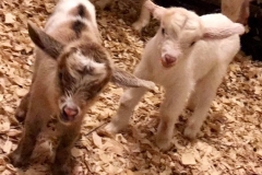 “My Myotonic (fainting goat) doe had babies unassisted and they are all doing great on the Blue Gold™ Animal System.” -Cullen