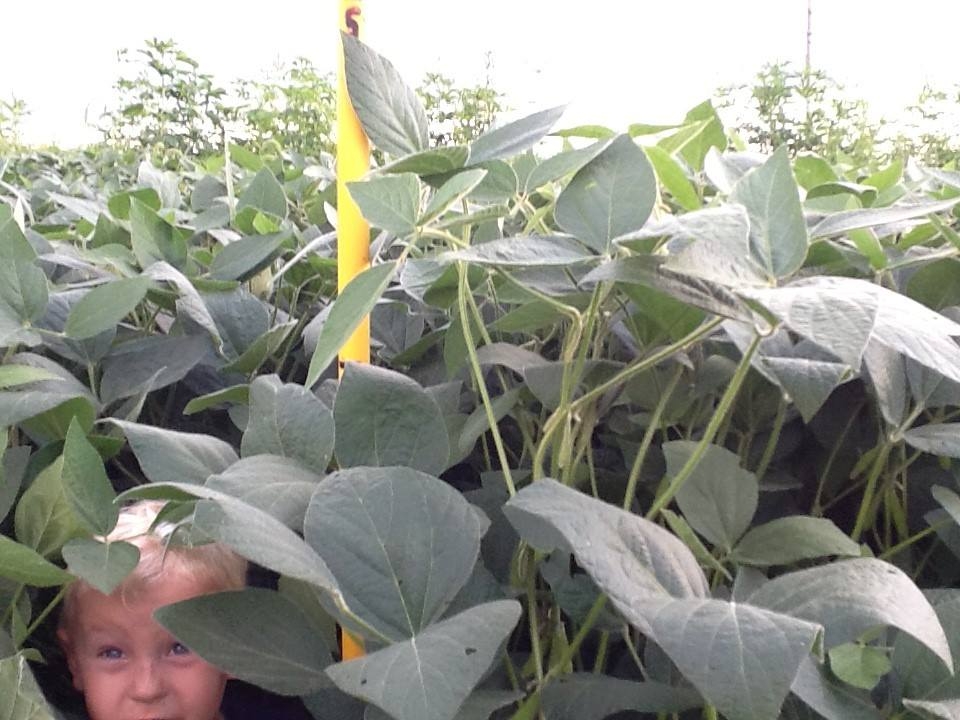 It's a sad truth, but children can no longer play in farm fields due to the chemicals, pesticides, and other dangerous toxins used in today's modern farming. With Blue Gold™ Solutions your harvest increases organically, making your field a safe place for the kids once again. Check out the 5-foot tall soybeans grown only with Blue Gold™ Solutions. This photo was taken on August 9th. Notice leaf sizes and the plants were still showing no pest or disease damage.