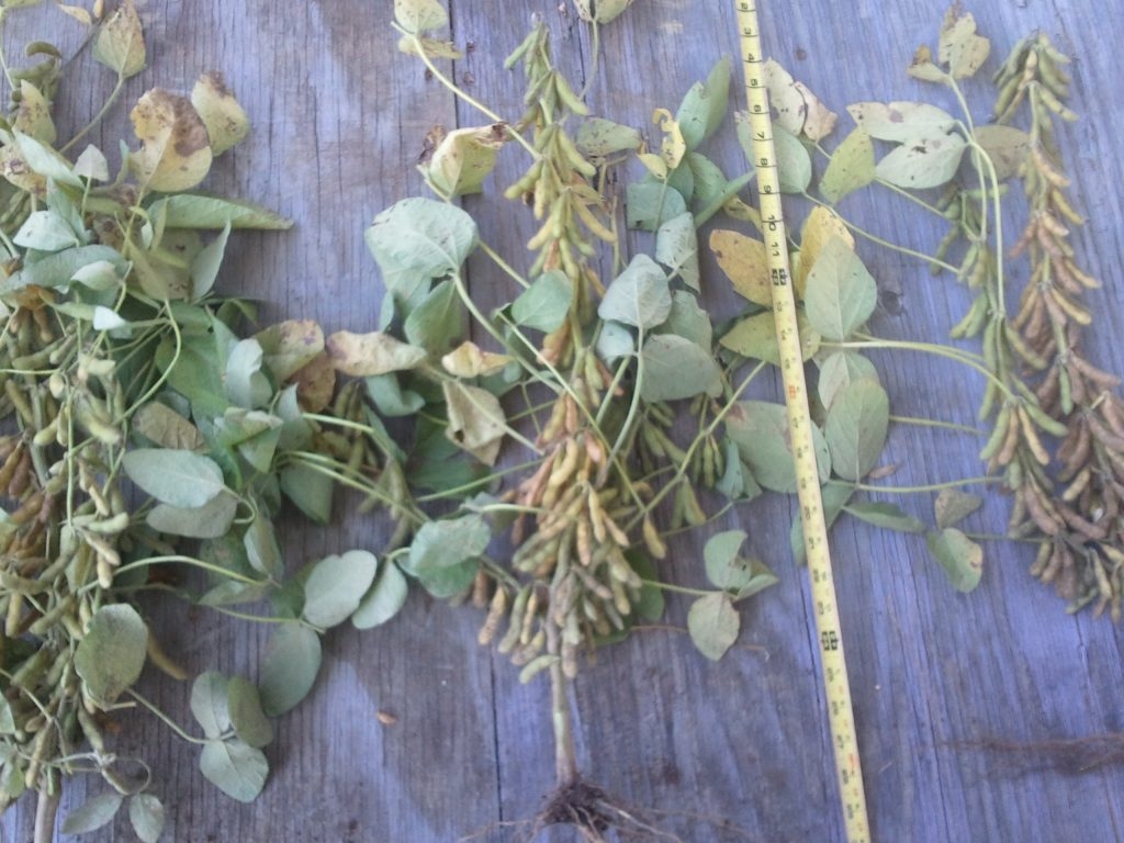 These are Blue Gold™ soybeans from a test plot in Blackburn, Missouri during one of its worst droughts in recorded history. It's not harvest time yet, but we pulled a couple of random plants and wanted to count the pods! You can see it is heavily laden with many pods.