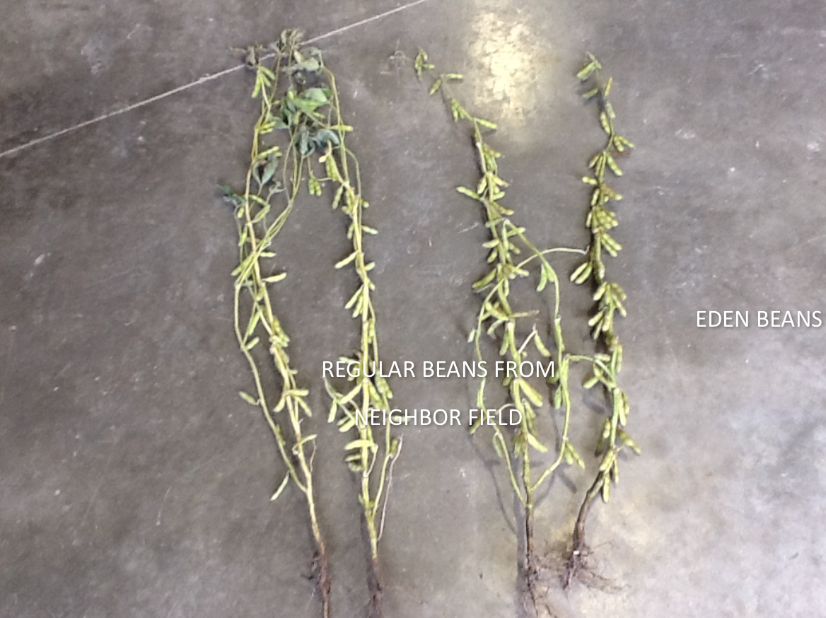 (1/2) Taken in the early stages, we can see that the Soybean plant is heavy laden with many pods. The average plant will only support 1-2 pod clusters. Taken on Sept 10th this photo shows two pulled plants from Malta Bend, Missouri which is toted as some of the most fertile ground in the world. The beans on the left are a chemically grown average Missouri plant form a neighboring farm. The beans on the right from a chemical induce marginal field using Eden Solutions. Notice the root size difference, the pod clustering increasing. What else can you see? These beans were randomly picked from both fields by a local third-party seed dealer.
