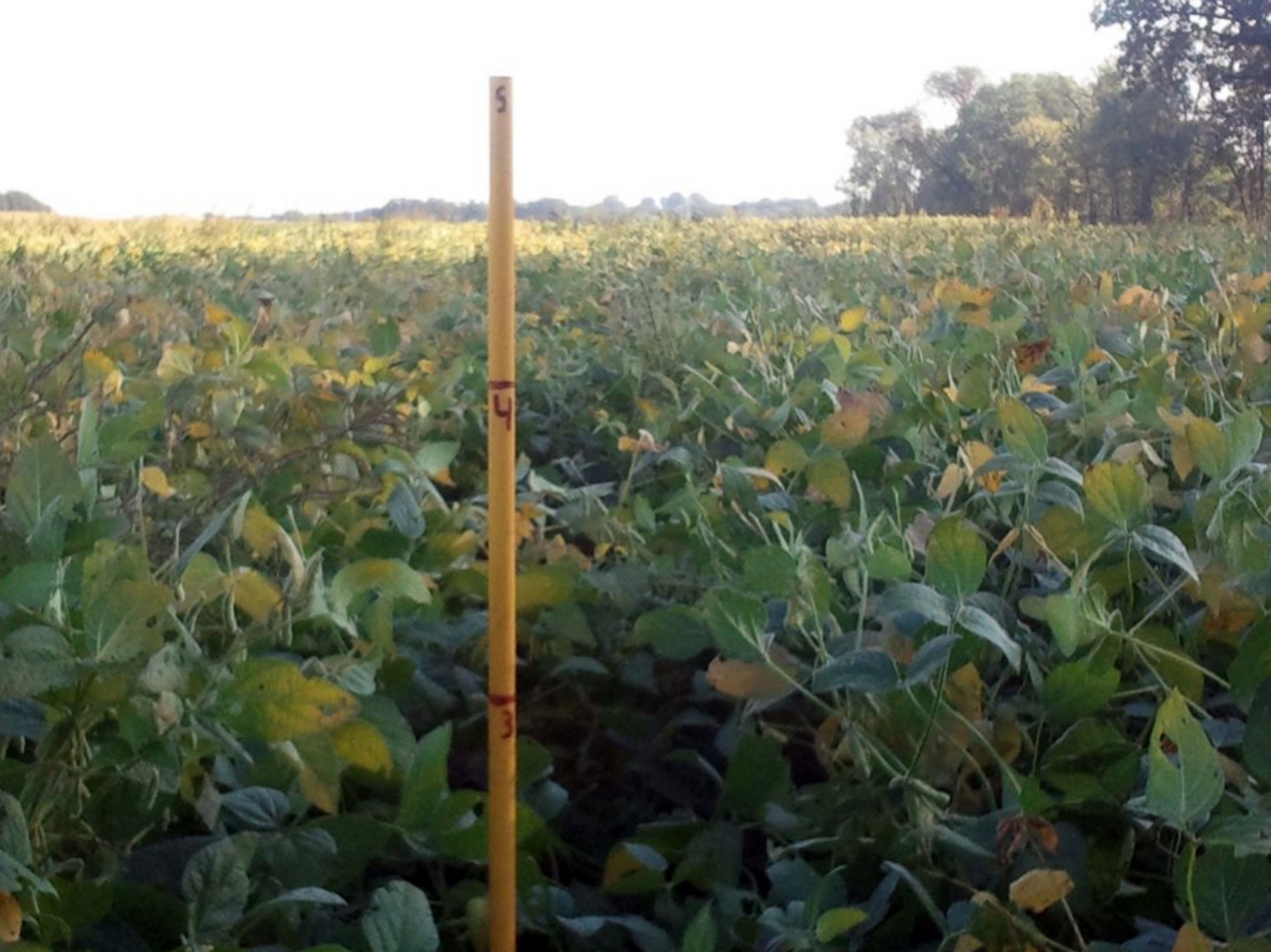Blue Gold™ Soy is 18” taller than “normal protocol” sprayed crop! Only a couple months along and with only three applications, and in the middle of a drought, these soybeans are well on their way to passing 4' tall!
