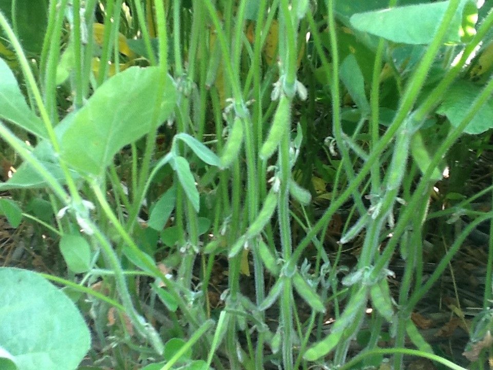 This photo was taken on July 31st and showed a close up of the pod blooms and bean pod formations.