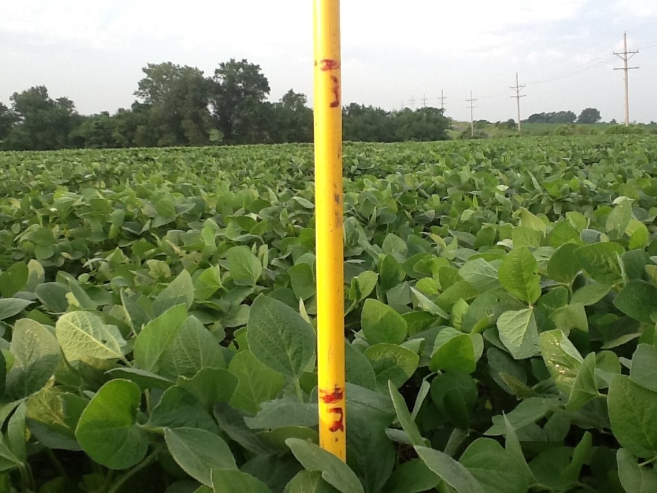 This field was very sick. Shortly after the first application, the soybeans shot up in an explosion of growth! Between the third and fourth application of Blue Gold™ the soybean field grew to over two feet tall! This is the average minimum for ***fully grown*** soybeans. Be sure to notice the increased leaf size, which looks about double then average. No pesticides, no fertilizer inputs, no herbicides - just Blue Gold™.