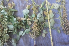 These are Blue Gold™ soybeans from a test plot in Blackburn, Missouri during one of its worst droughts in recorded history. It's not harvest time yet, but we pulled a couple of random plants and wanted to count the pods! You can see it is heavily laden with many pods.