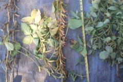 The test plot experienced over a 200% increase in harvest, and the plants produced over 210 pods each, on average. Typically, pods will only support one to two pod clusters, while you can see for yourself below that these clusters are bountiful! The plant on the left is from a neighbor field grown chemically, and the plant on the right is Blue Gold™ bean pods.